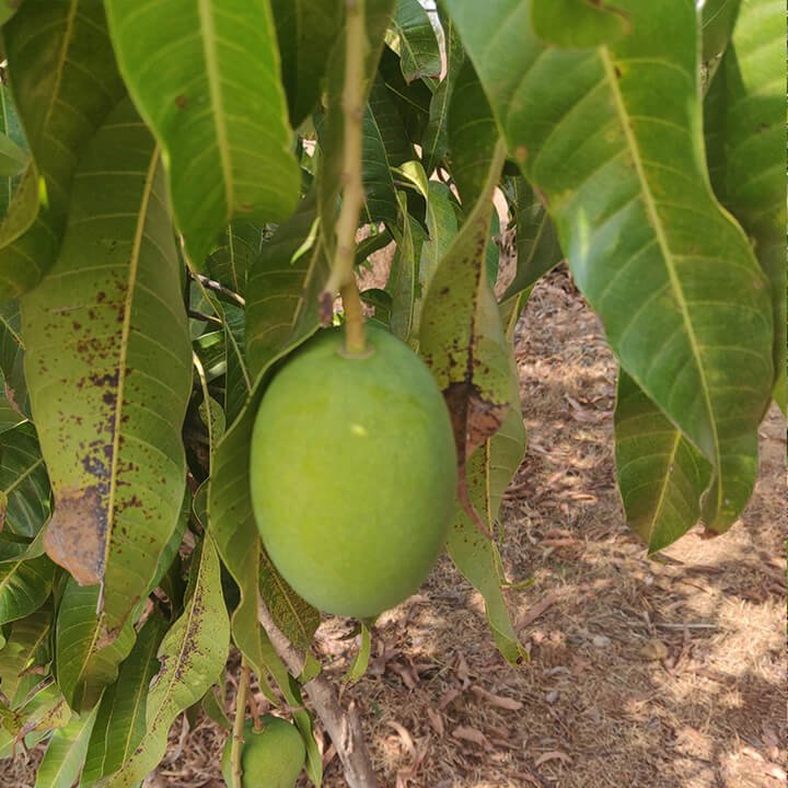 mango image