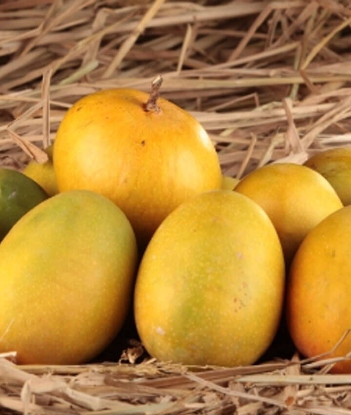 manali fresh mango img