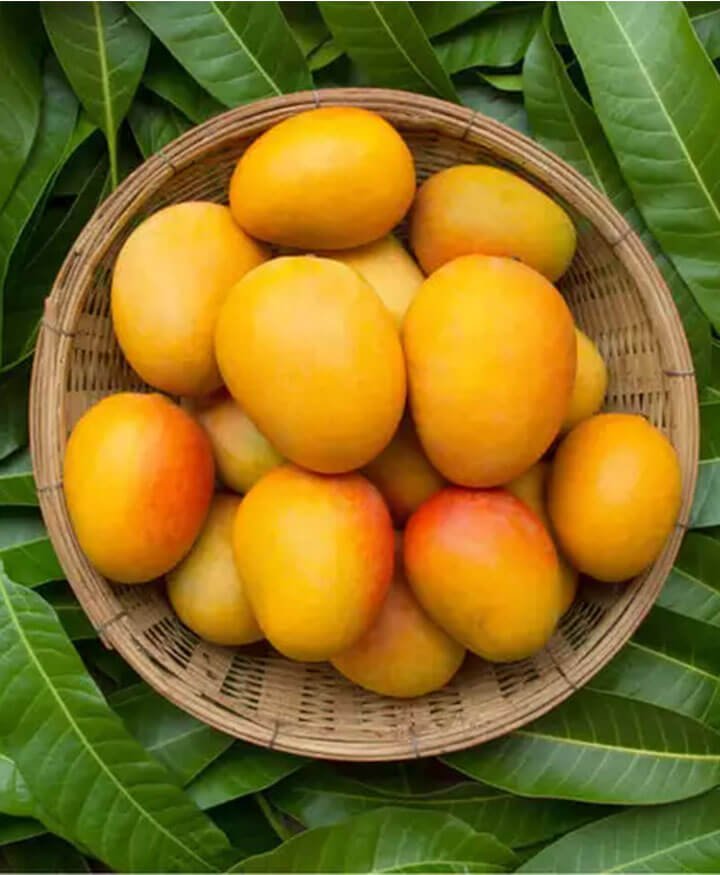 manali fresh mango